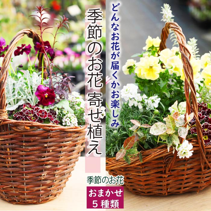 季節の花 葉物 の 苗 寄せ植え 5種 / 生花 バスケット ガーデニング 園芸 ギフト 葉物 葉物類 プレゼント 贈り物 贈物 季節 花 お花 女性 植物 庭 花壇 花苗 苗物 鉢植え 庭いじり 母の日 母親 彩花園 岩手県 八幡平市 送料無料