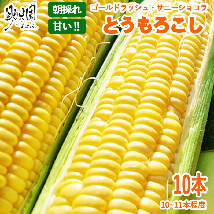 【ふるさと納税】 ふるさと納税 おすすめ 早期予約 先行予約 トウモロコシ とうもろこし あまい 2024 ゴールドラッシュ サニーショコラ 朝採れ 甘い 10本～11本 美味しい 新鮮 野菜 コーン 予約 農家直送 産地 直送 おいしい 生 収穫 夏 助六園 岩手県 滝沢市 送料無料のサムネイル