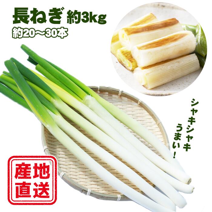 【ふるさと納税】 令和6年度産 滝沢市産 長ねぎ 約3kg 3キロ 三キロ 《Lから2Lサイズ》20本～30本程度...