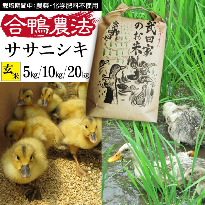 30位! 口コミ数「1件」評価「5」 令和5年度産 ササニシキ 玄米 合鴨農法 武田家のお米 5kg 10kg 20kg 送料無料 米 あい鴨 カモ アイ鴨 鴨 アイガモ 選べ･･･ 