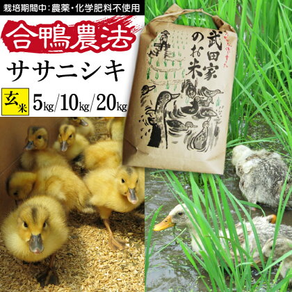 令和5年度産 ササニシキ 玄米 合鴨農法 武田家のお米 5kg 10kg 20kg 送料無料 米 あい鴨 カモ アイ鴨 鴨 アイガモ 選べる 5キロ 10キロ 20キロ 国産 美味しい 少量 産地直送 農家直送 お米 ご飯 コメ おにぎり 弁当 単一原料米 岩手県産 岩手県 滝沢市