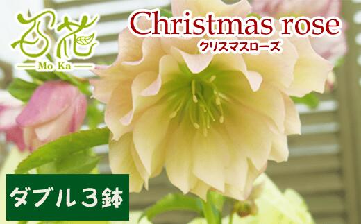 【ふるさと納税】 クリスマスローズ ダブル 3鉢 苗 花苗 鉢植え ポット フラワー ギフト 花 お花 専門店 おまかせ 二重咲 八重咲 園芸 ガーデニング 屋内 屋外 庭 玄関 リビング 多年草 宿根草 育てやすい 植物 栽培 お祝い プレゼント 百花 -MoKa- 岩手県 滝沢市 送料無料