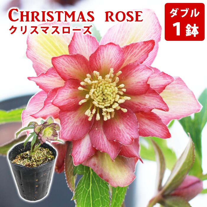 クリスマスローズ おすすめ ダブル 1鉢 / 花 フラワー 苗 ポット クリスマス ローズ ヘレボルス 観葉植物 八重咲 八重咲き 二重咲 二重咲き ギフト 花ギフト プレゼント 贈り物 誕生日 記念日 お祝い 一点物 おまかせ 人気 岩手県 滝沢市 送料無料 百花