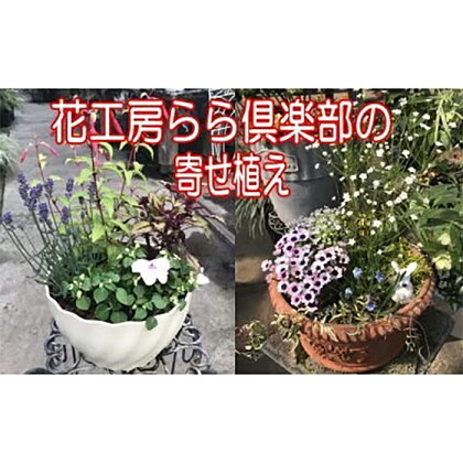 東北最大級のガーデニング専門店 厳選 季節の寄せ植え 4種類 ～ 6種類 ／ お花 花 生花 寄せ植え 季節 おまかせ 届いてからのお楽しみ 鉢 ポット 鉢植え ガーデニング 玄関 ベランダ 庭 国産 岩手県 雫石町 産地直送 送料無料 【花工房らら倶楽部】