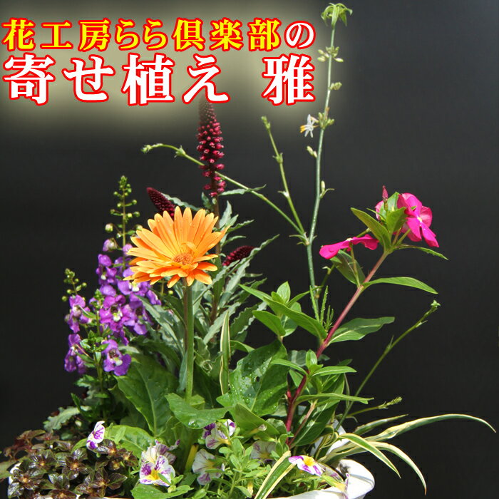 東北最大級のガーデニング専門店 厳選 季節の寄せ植え 雅 8種類 〜 10種類 / お花 花 生花 寄せ植え 季節 おまかせ お楽しみ 鉢 ポット 鉢植え ガーデニング 玄関 ベランダ 庭 国産 岩手県 雫石町 産地直送 送料無料 [花工房らら倶楽部]