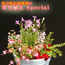 【ふるさと納税】 東北最大級のガーデニング専門店 厳選 季節の寄せ植え スペシャル 12種類 〜 14種類 / おすすめ お花 花 生花 寄せ植え 季節 おまか...
