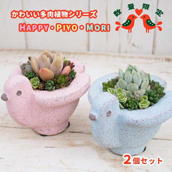 東北最大級のガーデニング専門店 厳選 かわいい 多肉植物 シリーズ 数量限定 『HAPPY PIYOMORI〜ハッピーピヨモリ〜』 2個 セット [花工房らら倶楽部] / 寄せ植え 蜂 ポット 小鳥 インテリア メルヘン 癒し系 国産 岩手県 雫石町 産地直送 送料無料