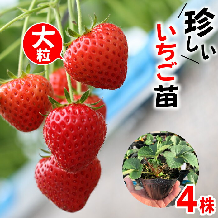 【ふるさと納税】いちご イチゴ 苗 珍しい品種 いちごの苗 なつあかり イチゴ苗 あまい 甘い あまずっぱい 野菜苗 ガーデニング 家庭菜園 ストロベリー 苺 畑 いちご狩り イチゴ狩り めずらしい 品種 美味しい 岩手県 雫石町 送料無料 AI-005-aのサムネイル