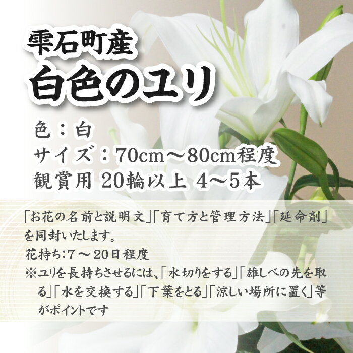 【ふるさと納税】 ユリ専門農家 猿子園芸が贈る 雫石町 白色のユリ 20輪以上 4～5本 鑑賞用 ／ ゆり ユリ 百合 専門農家 花 お花 花き 生花 フラワー 花束 贈り物 プレゼント ギフト 母の日 母の日ギフト 誕生日 誕生日プレゼント 女性 結婚祝い お祝い 岩手県 送料無料