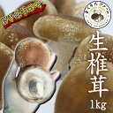 【ふるさと納税】 しいたけ おすすめ 岩手県産 肉厚 生しいたけ 1kg / シイタケ 椎茸 1キロ 1kg 1キロ きのこ キノコ 茸 野菜 やさい 国産 出汁 だし 旨味 鍋 なべ 煮物 煮込み 七輪 焼き物 串焼き 素焼き BBQ BBQ 人気 岩手県 雫石町 送料無料 さくらだファーム