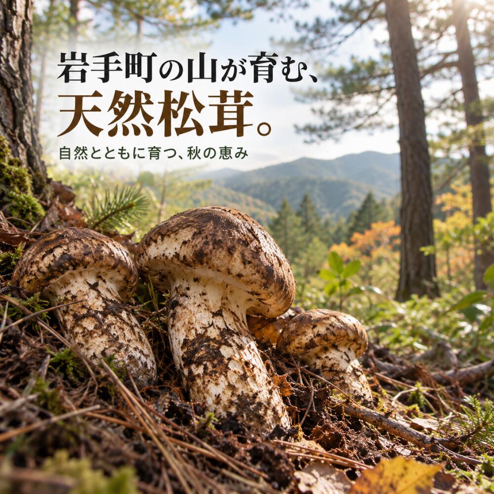 【ふるさと納税】【2027年10月頃より順次発送】松茸 訳あり 国産松茸 天然松茸 訳あり松茸 まつたけ マツタケ 岩手県産 岩手町産 選べる容量 250g 500g 1kg 秋の味覚 天然まつたけ 希少 家庭用 自宅用 サイズ不揃い きのこ 松茸ご飯 焼き松茸 土瓶蒸し 天ぷら 炊き込みご飯 f033031-iwate-10000329 岩手県岩手町 サンプル画像3