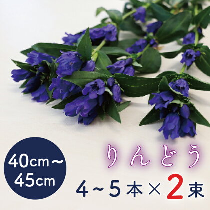 【先行予約】りんどう　40cm～45cm　2束（1束 4～5本）（贈答用）（DF003-1）