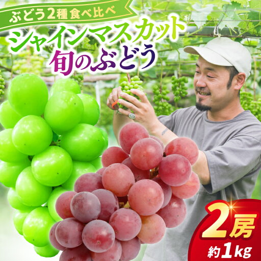 【ふるさと納税】\先行予約/ 【数量限定】「シャインマスカットと旬のぶどう 食べ比べ2房セット 約1kg」 アソート 藤稔 ピオーネ 高妻 安芸クイーン 採れたて 大粒 生産農家より直送 9月下旬出荷予定 (DH005) 【ふるさと納税】\先行予約/ 【数量限定】「シャインマスカットと旬のぶどう 食べ比べ2房セット 約1kg」 アソート 藤稔 ピオーネ 高妻 安芸クイーン 採れたて 大粒 生産農家より直送 9月下旬出荷予定 (DH005)