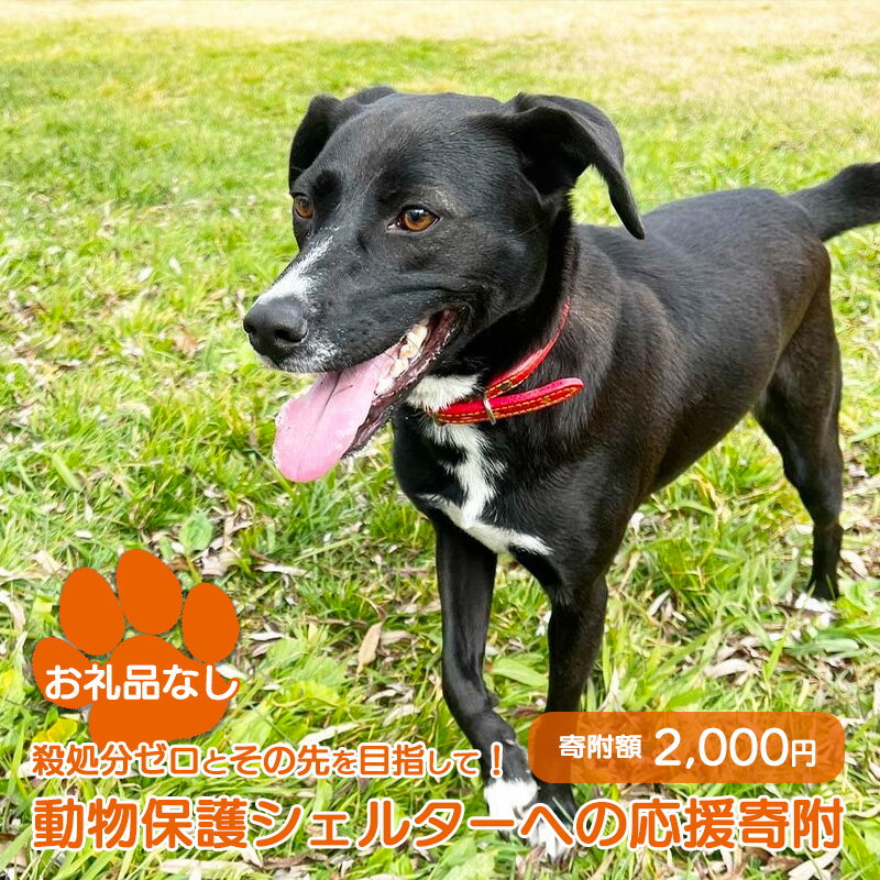 【ふるさと納税】【お礼品なし】殺処分ゼロとその先を目指して! 動物保護シェルターへの応援寄附 2,000円