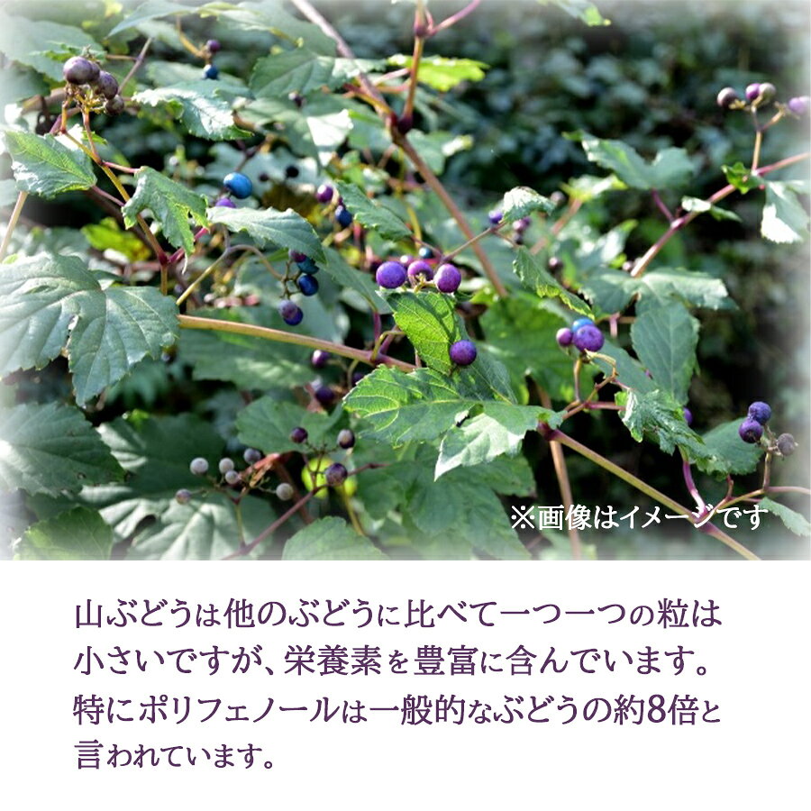 【ふるさと納税】贅沢ポリフェノールたっぷりの濃い山ぶどう原液720ml/岩手県矢巾町 希少 贅沢 健康 話題 山ぶどう 葡萄 ジュース ジャム 原液 贈り物 人気 お取り寄せ ポリフェノール 健康食品 甘酸っぱい 手作り 産地直送 安心 安全 高品質 無添加