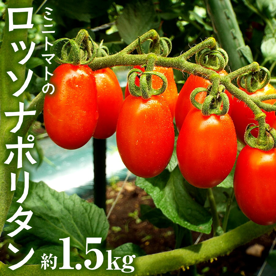 スナックみたいにパクパク食べられるミニトマト「ロッソナポリタン」 1.5kg
