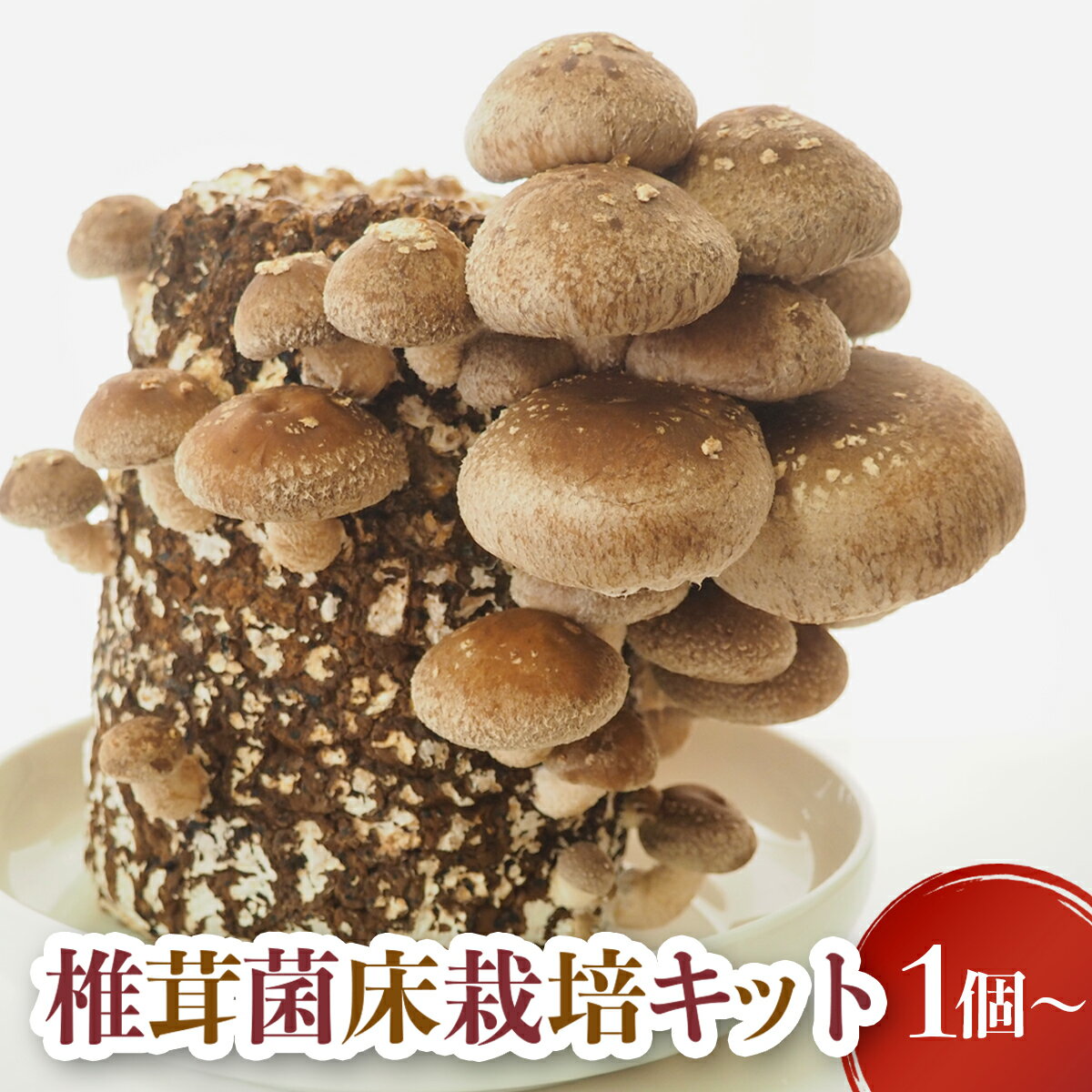 32位! 口コミ数「0件」評価「0」椎茸 栽培 菌床キット1個 2個 4個 生椎茸 生しいたけ しいたけ きのこ 出汁 肉厚 料理 菌 栽培ブロック 採れたて とれたて 夏休み･･･ 