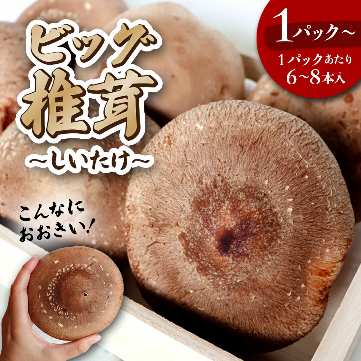 【ふるさと納税】《期間限定》椎茸 国産 菌床 ビッグ (8〜12cm) 6 〜 16本 生椎茸 生しいたけ しいたけ きのこ 出汁 肉厚 BBQ バーベキュー アウトドア 料理 お取り寄せ 岩手 岩手県 岩手県産 金ケ崎 金ケ崎町 金ケ崎町産 新着のサムネイル