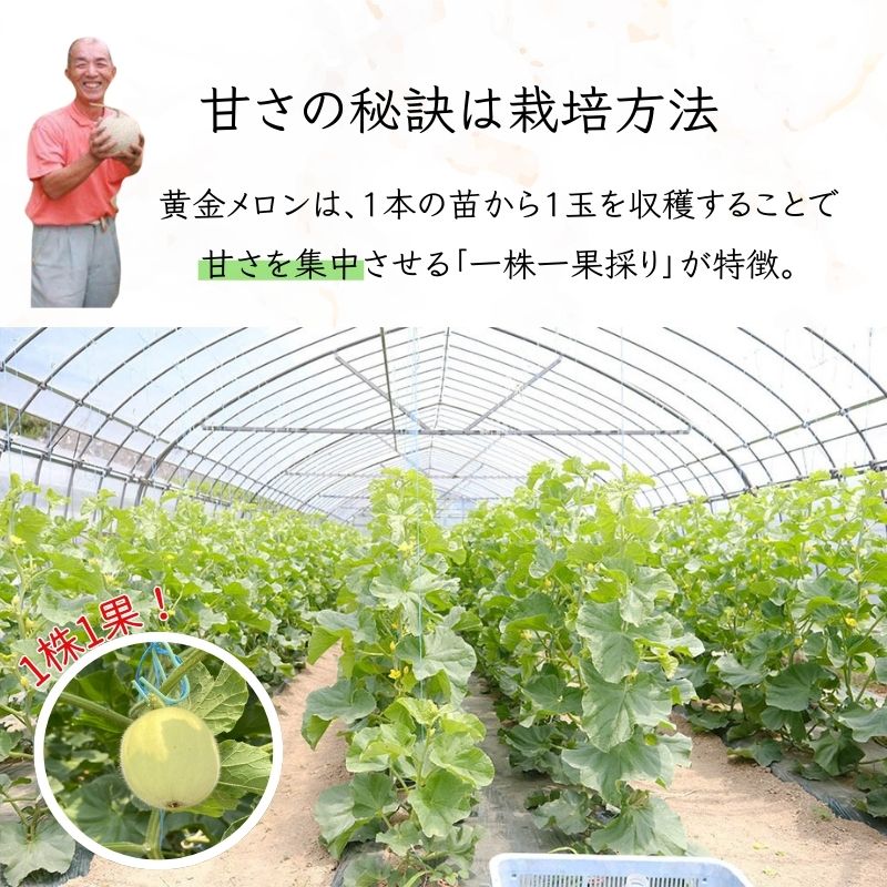 【ふるさと納税】【令和6年度分予約受付】平泉黄金メロン 1～2玉【玉数をお選びいただけます】