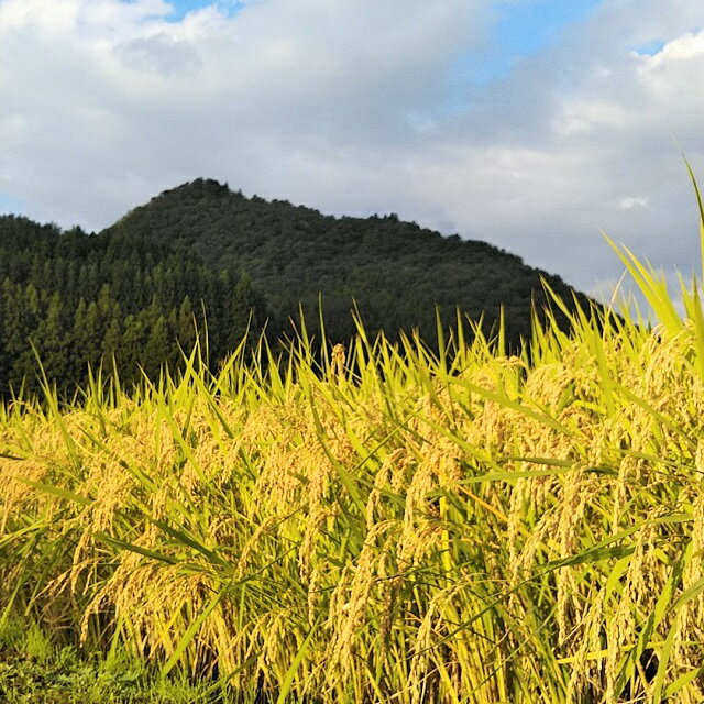 【ふるさと納税】岩手県住田町産ひとめぼれ10kg　「敦盛ゴールド」