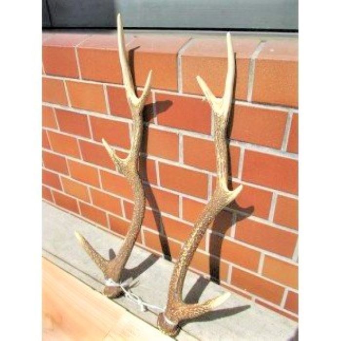 鹿の角 飾り用[#0070_mur]