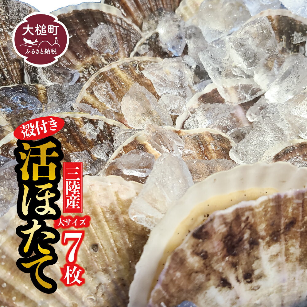 【ふるさと納税】活ホタテ 殻付き ( 大 7枚 ) 生食 岩