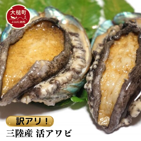 【ふるさと納税】【訳あり】【期間限定11月～12月発送】【配送日・曜日指定不可】【数量限定】三陸産 活アワビ 約1kg (6～10個) 魚貝 鮮度抜群 鮑 おせち用にどうぞ