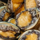 【ふるさと納税】 【11月・12月期間限定発送】 アワビ 約500g (4個前後) 初栄丸 ※アワビヘラ&軍手付き