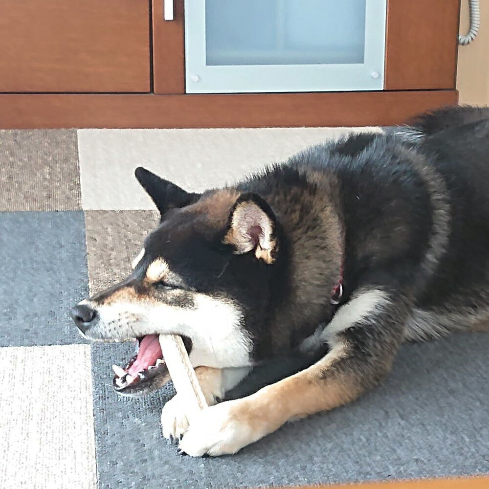 【ふるさと納税】ジビエ 鹿肉 スジ肉 150g ＆ 犬 おもちゃ セット 岩手県大槌町 国産 無添加 大槌ジビエ 大槌鹿 ペット用品 小型犬 ドッグガム デンタルケア ガム 鹿の角 ジャーキー 人気 鹿 肉 シカ しか 送料無料 MOMIJI 岩手 いわて iwate