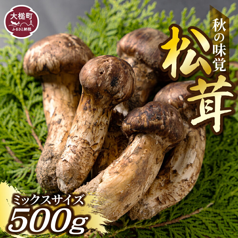 まつたけ 500g 松茸 ミックスサイズ 岩手県大槌町 岩手県産 岩手 三陸