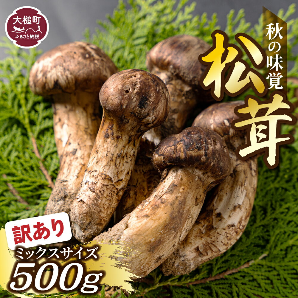 三陸産松茸500g-