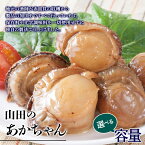 【ふるさと納税】 【選べる容量】 《あかざら貝のオリーブオイル漬け》 山田のあかちゃん （小瓶・大瓶） 赤皿貝の燻製 オリーブオイル漬け 無添加 赤皿貝 あかざら貝 アカザラ貝 くんせい 燻製 オリーブオイル YD-594ver