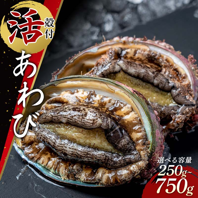 菅原商店の殻付活あわび(2号品)[容量が選べる] 鮑 アワビ 三陸山田あわび 三陸山田鮑 三陸山田 山田産 海産品 天然鮑 高級 リアス海岸 [配送日指定不可] YD-741var