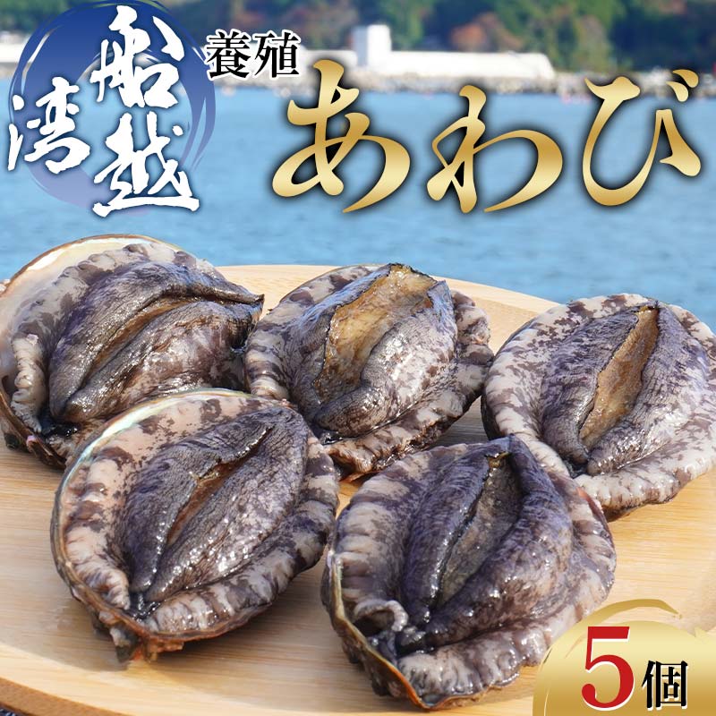 【ふるさと納税】 三陸山田産養殖あわび約48g×5個【船越湾漁業協同組合】【配送日指定不可】【沖縄・離島配送不可】山田町 海産品 三陸産 船越湾 鮑 YD-746のサムネイル