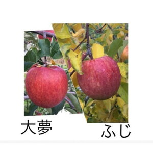 【ふるさと納税】岩手県岩泉町産りんご 2品種食べくらべ!【サンふじ・おおゆめ】(1.5キロ:約4個)【1542938】