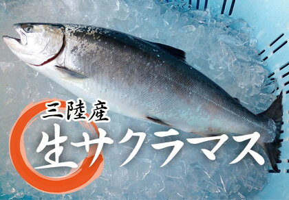 ※期間限定※ 岩手北三陸産 本マス1尾 約2kg（サクラマス）（真マス）切身・三枚おろしのご希望も承ります。