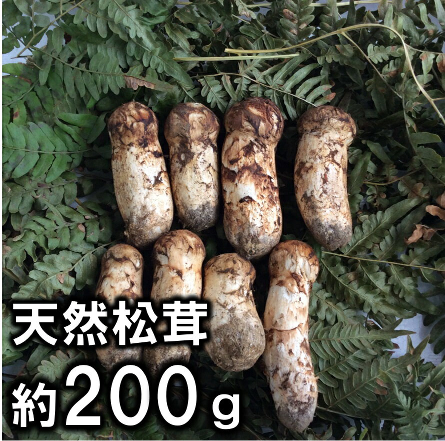 【ふるさと納税】訳あり 岩手県産 天然松茸 約200g 数量限定 小さめ コロ 期間限定のサムネイル