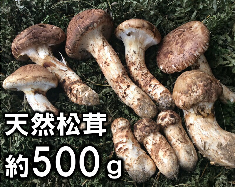 【ふるさと納税】岩手県産 天然松茸 約500g(特大、開き、小の松茸混じり）大きさお任せ ご自宅用【期間限定】のサムネイル