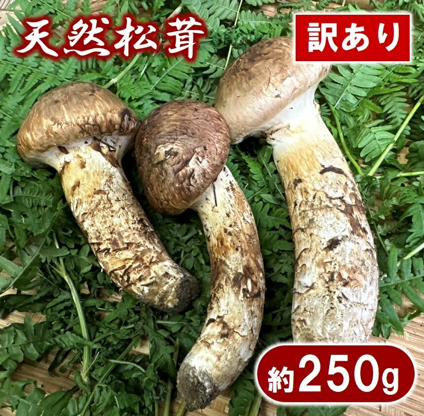 【ふるさと納税】【期間限定】岩手県産 天然松茸 約250g 訳あり 【開きや傷、割れ、欠けなどお任せ】家庭用のサムネイル