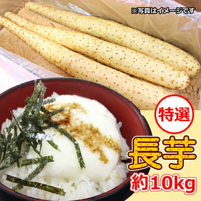 【ふるさと納税】【軽米町産】長芋　約10kg【1033987】