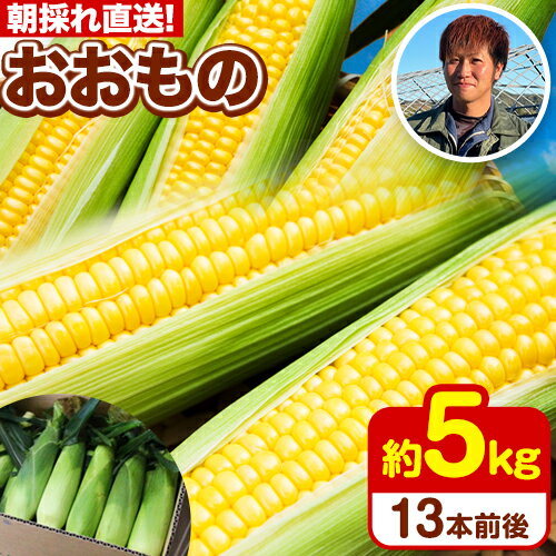 朝採れ直送! とうもろこし おおもの 甘い 約5kg 13本入 2Lサイズ 七戸宏大[8月上旬-8月中旬頃出荷]岩手県 九戸村 トウモロコシ 5kg スイートコーン 新鮮 レンジ 送料無料