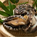 【ふるさと納税】【南三陸町直送】三陸産天然活アワビ6〜7個(約800g) 貝むきセット入【配送不可地域:離島・北海道・沖縄県・信越、北陸・東海・近畿・中国・四国...