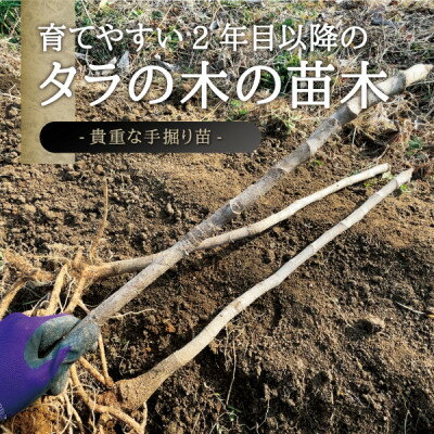 【ふるさと納税】宮城県 西根の森 タラの木の苗木 手掘り苗(タラの芽)20～50cm　3本【1393924】