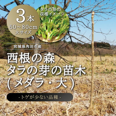 宮城県 西根の森 タラの木の苗木 手掘り苗(タラの芽)50～80cm　3本【1393926】