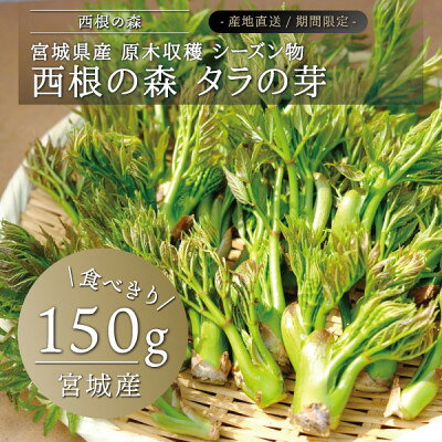 西根の森 タラの芽(宮城産 シーズン物 原木収穫)150g【配送不可地域：離島・北海道・沖縄県・信越、北陸・東海・近畿・中国・四国・九州】【1393928】