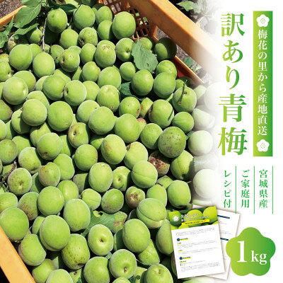 [宮城県産]ご家庭用青梅(訳あり生梅)1kg 梅酒・梅シロップ用 栽培期間中農薬不使用|太良衛門[配送不可地域:離島・北海道・沖縄県・信越、北陸・近畿・中国・四国・九州]
