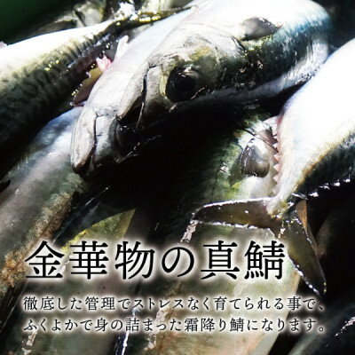 【ふるさと納税】宮城県石巻産【金華物 塩さば一夜干し】350g×3枚セット(CAS冷凍・養殖)【配送不可地域：離島】【1451998】