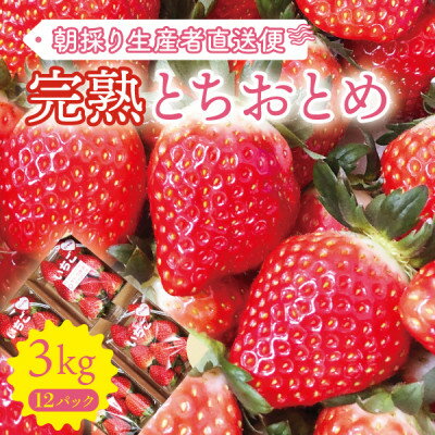 【ふるさと納税】【完熟とちおとめ 3kg】糖度15度以上の宮城県産いちご 約250g×12パック 置き並べ【配...