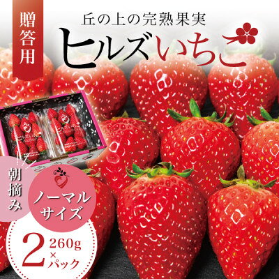 【贈答用】完熟朝摘み『ヒルズいちご』ノーマルサイズ(2パック入り)生産者直送便 宮城県産【配送不可地域：離島・北海道・沖縄県・信越、北陸・東海・近畿・中国・四国・九州】【1497627】