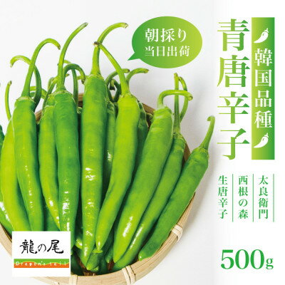 [宮城県産]生青唐辛子500gセット(500g×1袋)激辛韓国品種 西根の森|太良衛門